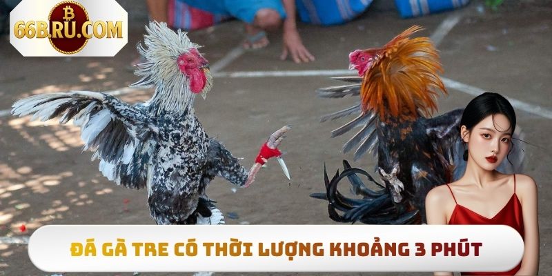 Đá Gà 66b - Top 3 Hình Thức Thi Đấu Có Lượt Truy Cập Khủng 4 Mỗi trận đá gà tre chỉ kéo dài khoảng 3 phút