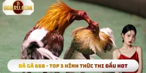 Thumb đá gà 66b