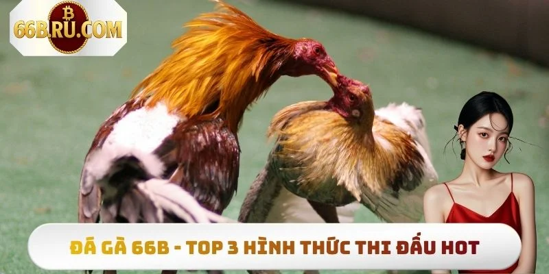 Thumb đá gà 66b